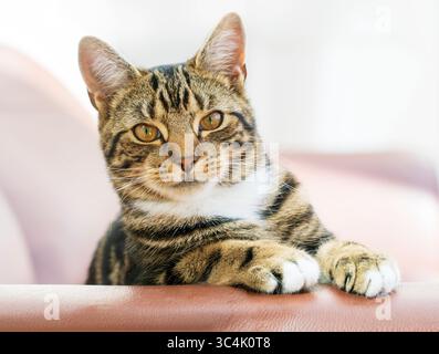 Happy brown domestic short haired tabby cat looking alert at the camera. Stock Photo