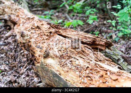 A close-up view of a rotting fallen tree trunk lying on the forest floor, surrounded by dry leaves and green undergrowth. Stock Photo