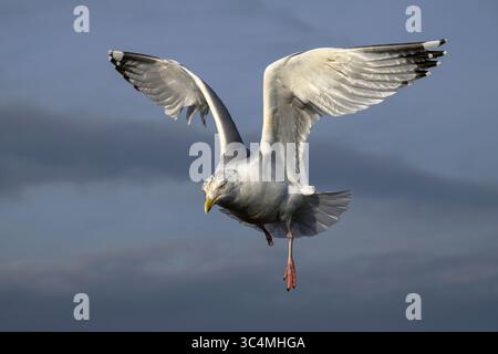 Herring Gull, Larus argentatus, one legged adult, winter plumage bird in flight  Norfolk Stock Photo