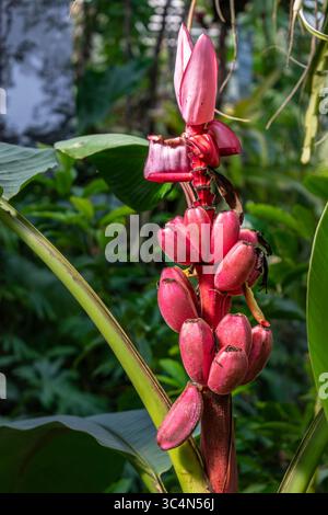 Pink flowered banana tree, musa velutina, native to India, musaceae ...