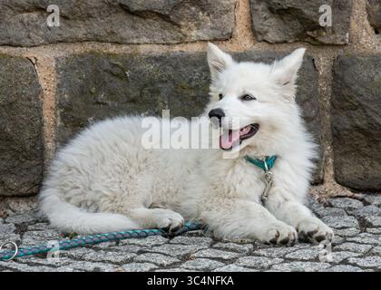 White Swiss Shepherd puppy resting near stone wall during walk outdoors. Perfect for pet, nature, and dog breed themes. Stock Photo