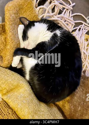 Tuxedo Cat Stock Photo