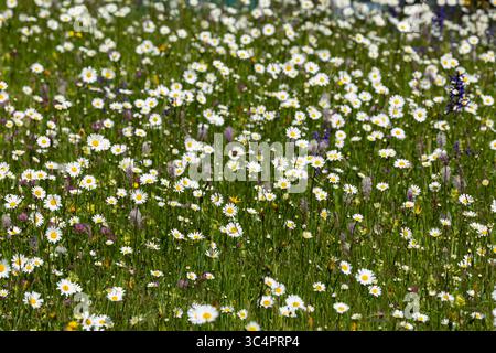 a meadow full of oxeye daisy, dog daisy or marguerite (leucanthemum vulgare) found in valley of river lech in austria Stock Photo