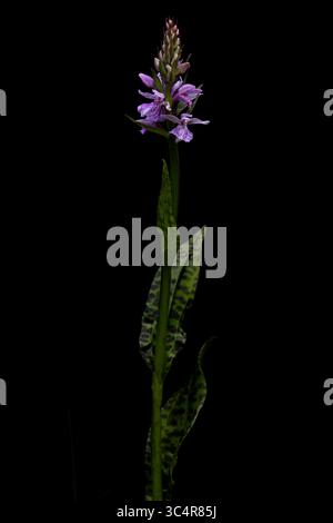 purple blooming heath spotted-orchid (dactylorhiza maculata) found in valley of river lech in austria Stock Photo