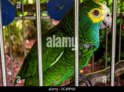 Exotic bird in a cage on a tropical island. Stock Photo