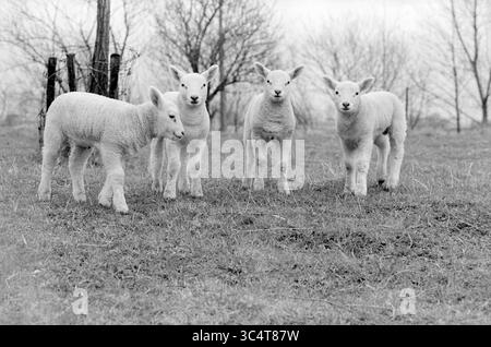 Four lambs in a row, Animals, 02-04-1985 Whizgle News, Dutch Desk, The Netherlands, 1950-2000 A group of four playful lambs stand together in a grassy field, surrounded by sparse trees. Their soft fleece and curious expressions convey a sense of innocence and vitality. Stock Photo