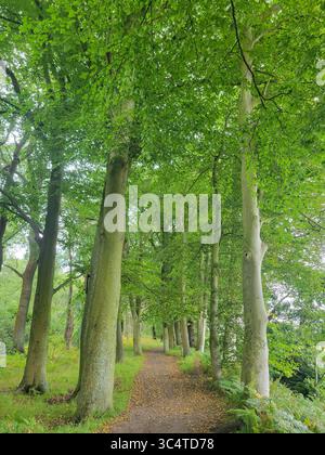 A peaceful woodland path winding through tall lush trees on a summer's day, vibrant canopy overhead filters soft natural light. Stock Photo