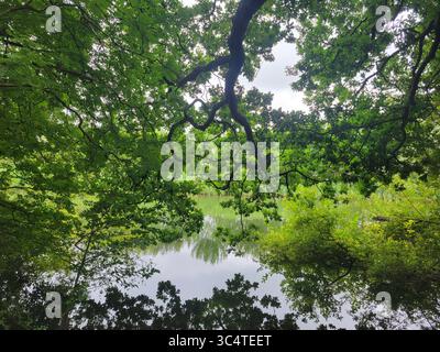Peaceful woodland scene with lush green foliage and overhanging tee branches reflected in a calm lake Stock Photo