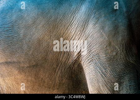 Soft texture of the wrinkled skin of an Asian elephant in warm lighting Stock Photo