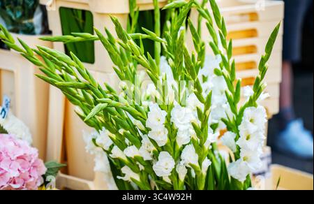 Fresh White Gladiolus Bouquet with Pink Accents. Stock Photo
