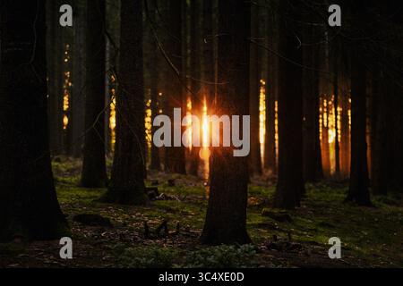 Sunlight Breaking Through Dense Forest at Sunset Stock Photo