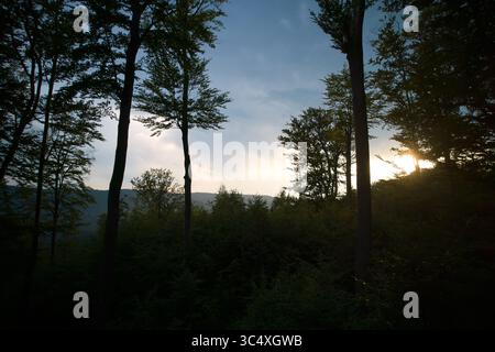 Tranquil forest scene at dusk, with tall trees silhouetted against the dimming sky. Dense foliage below contrasts with the distant mountain range, partially obscured by soft, fading light. Stock Photo