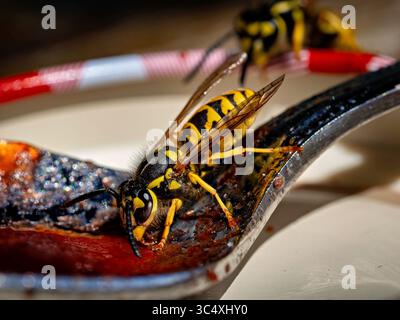 Deutsche Wespe auf einem Löffel mit Marmelade Stock Photo
