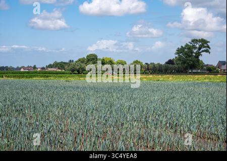 Leek field at the Flemish countryside in Langemark Poelkapelle West Leek field at the Flemish countryside in Langemark Poelkapelle West