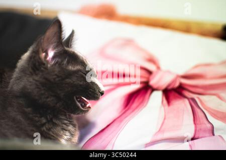 Sleepy dark kitten mid-yawn resting on a decorative white pillow featuring a vibrant pink bow design, captured in soft indoor light. Stock Photo