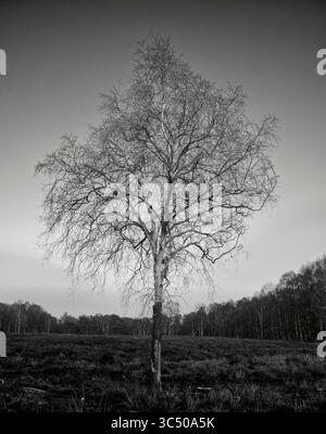 A black and white image of a a single tree stands in a clearing through a forest Stock Photo
