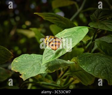 A butterfly is sitting on a leaf. The leaf is green and has some brown spots Stock Photo