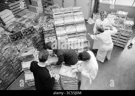 Asparagus weekend, Hotel Augusta, 20-05-1991 Whizgle News, Dutch Desk, The Netherlands, 1950-2000 Workers are busy organizing and packing fresh produce in a bustling warehouse environment, surrounded by stacks of crates filled with fruits and vegetables. Their focused efforts reflect the teamwork involved in managing the distribution of agricultural goods. Stock Photo
