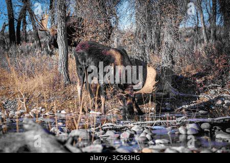 October 27, 2019, Moose, WY, United States of America: A pair of bull moose approach during the autumn rut mating season in the Grand Teton National Park in Moose, Wyoming. (Credit Image: © C.J. Adams/Usfws/Planet Pix via ZUMA Wire) Stock Photo