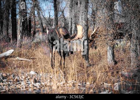October 27, 2019, Moose, WY, United States of America: A pair of bull moose approach during the autumn rut mating season in the Grand Teton National Park in Moose, Wyoming. (Credit Image: © C.J. Adams/Usfws/Planet Pix via ZUMA Wire) Stock Photo