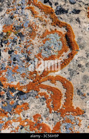 Colorful Crustose Lichens Stock Photo