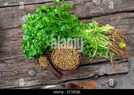Coriander (Coriandrum sativum) green leaf, seeds in wooden bowl and spoon on wooden background Stock Photo