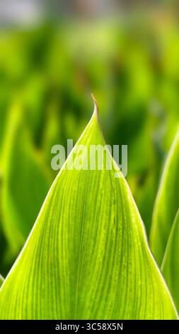 Close-up of a bright green leaf, characterized by its pointed tips and distinct veins. The soft green blurred background softens the image and emphasi Stock Photo