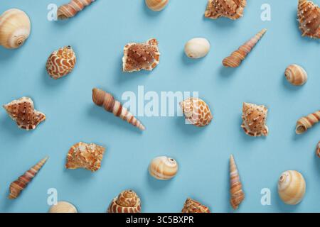 Summer nautical pattern with assorted brown shells on a light blue background. Stock Photo