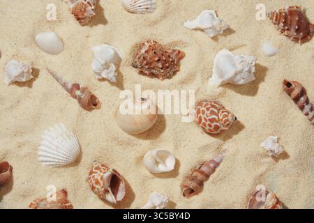 Summer nautical pattern with brown and white shells on light colored sand. Stock Photo