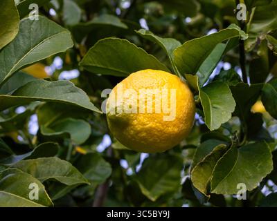 A bright yellow lemon growing on the lemon fruit tree, surrounded by deep green leaves, outside in the garden. Stock Photo
