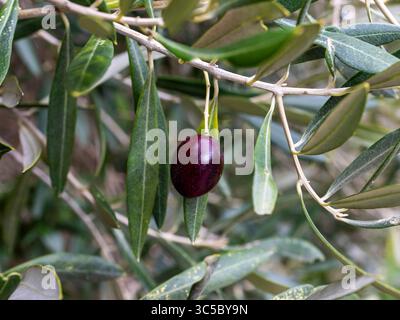 A single black olive fruit surrounded by green leaves on a tree outside close-up. Stock Photo
