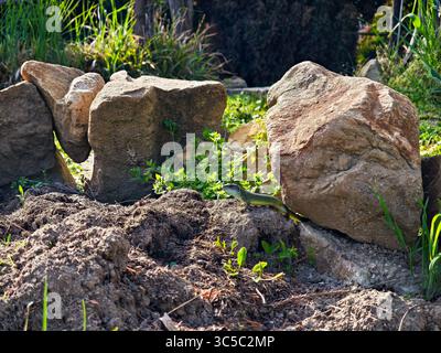 Green lizard basking in the sun on a rocky ground surrounded by vegetation, captured in natural habitat. Stock Photo