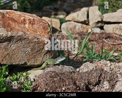 Green lizard resting on soil and rocks in a sunlit garden, surrounded by grass and natural stones. Stock Photo