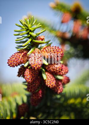 Close-up of red male pine cones on a fir tree branch, with fresh green needles and soft blue sky in the background. Stock Photo