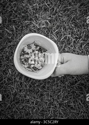 Black and white top view of a child's hand holding a mug filled with daisies on a grassy background. Stock Photo