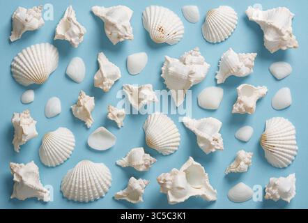 Summer background with white seashells of various shapes arranged neatly on blue backdrop. Stock Photo