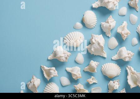 Banner with white seashells on light blue background. Place for your text. Stock Photo