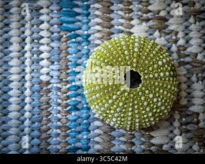 Sea urchin shell placed on a colorful woven rug, top view. Stock Photo