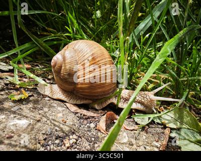Close-up of a Roman snail (Helix pomatia) crawling on the ground through green grass on a sunny day. Stock Photo