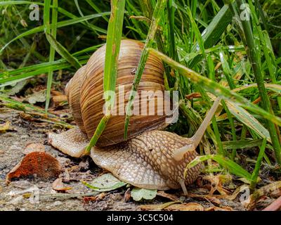 Roman snail (Helix pomatia) with a textured brown shell crawling on wet ground among tall grass after rain. Stock Photo