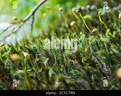 Close-up of moss with spore capsules in a forest, captured in soft daylight with shallow depth of field and natural green textures. Stock Photo