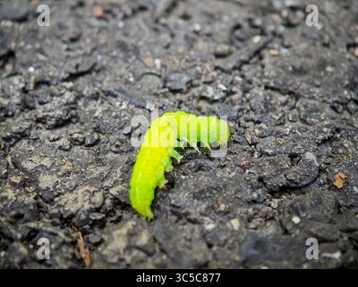 Bright green caterpillar crawling across rough asphalt surface, macro close-up showing detail and contrast. Stock Photo