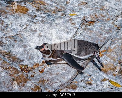 Penguin lying on a sunlit rock, resting with one flipper stretched out, surrounded by dry leaves and textured stone surface. Stock Photo