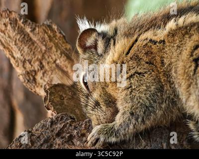 Close-up of a resting rodent, likely a squirrel or similar small mammal, lying on a piece of bark with fur and eye details in sharp focus. Stock Photo