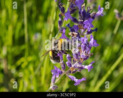 Close-up of a bumblebee collecting nectar from blooming lavender in a sunlit summer garden, with a vibrant green and purple background. Stock Photo