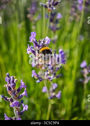 Back view of a bumblebee on lavender flower with translucent wings and blurred green-purple background, captured in natural sunlight. Stock Photo