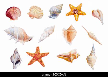 Hand drawn shellfish and starfish on white background, Watercolor original painting colorful fossil underwater life objects, Illustration art drawing Stock Photo