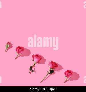 Banner with bright pink roses on pink background. A place for your text. Minimal composition. Stock Photo