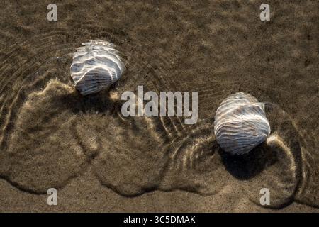 Twin cockle shells lie under water with ocean above with ripples, beach life, calm ocean image Stock Photo