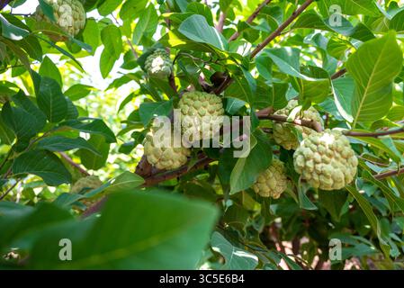 Custard apple tropical exotic fruit. Sugar Apple, Annona, sweetsop. growing on a branch tree Stock Photo